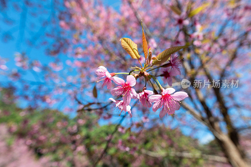 樱花(Sakura Flower)、樱花(Cherry Blossom)、泰国清迈(Chiang Mai)，或当地语言中的Nang Phaya Sua Krong Flower